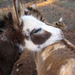 DONKEYSWe have 4 loving miniature donkeys that protect the herd
