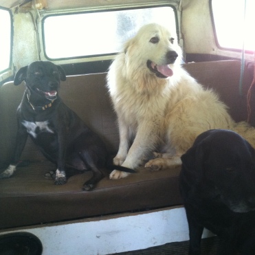 Dogs are in the van about to go for a run